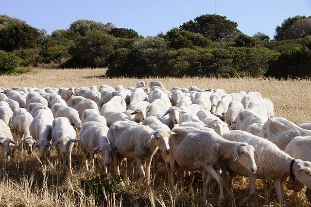 Investimenti produttivi agricoli per la competitività delle aziende agricole – Comparto Olivicolo in zona infetta da Xylella fastidiosa sub. pauca